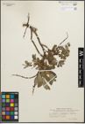 Foto von Salix glauca var. appendiculata Wahlenb. x Salix reptans Rupr.